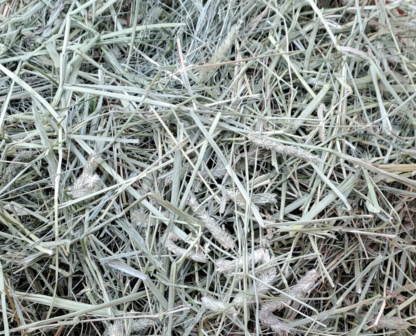 Timothy Hay