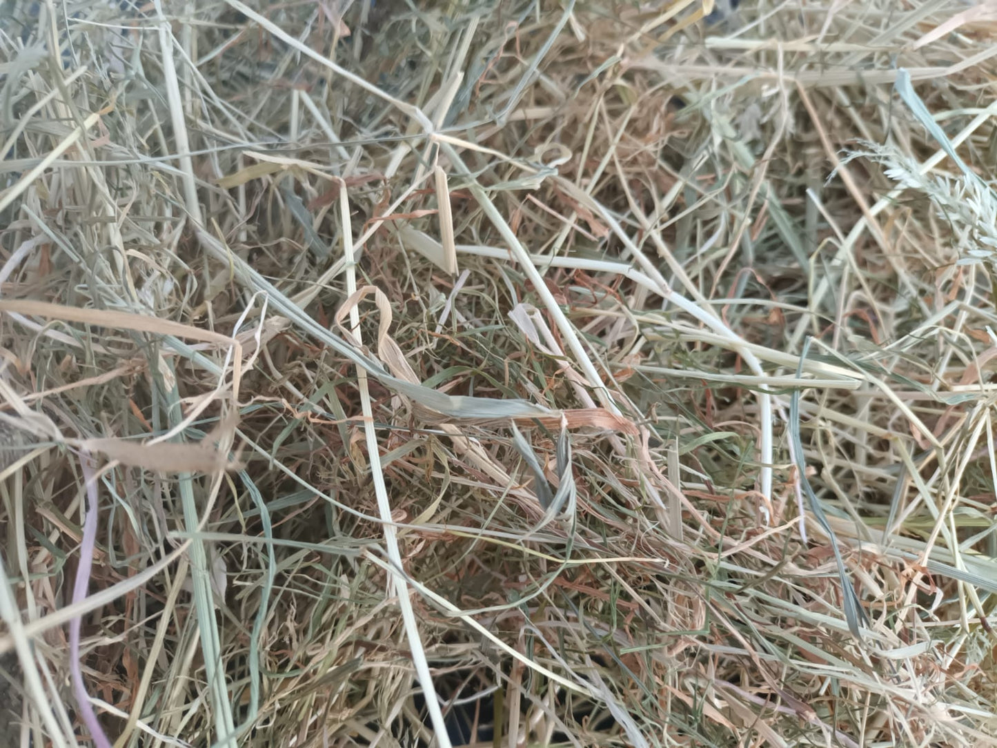 Meadow Hay